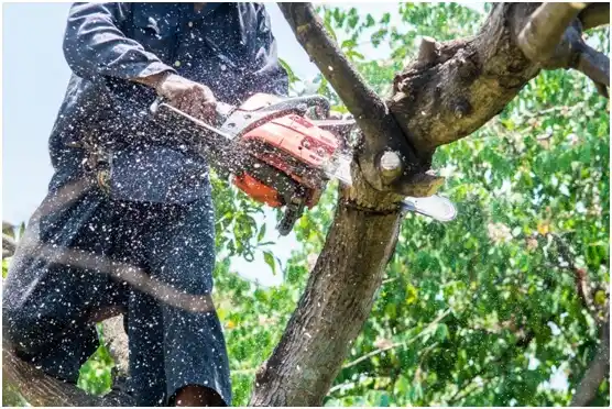 tree services McFarland